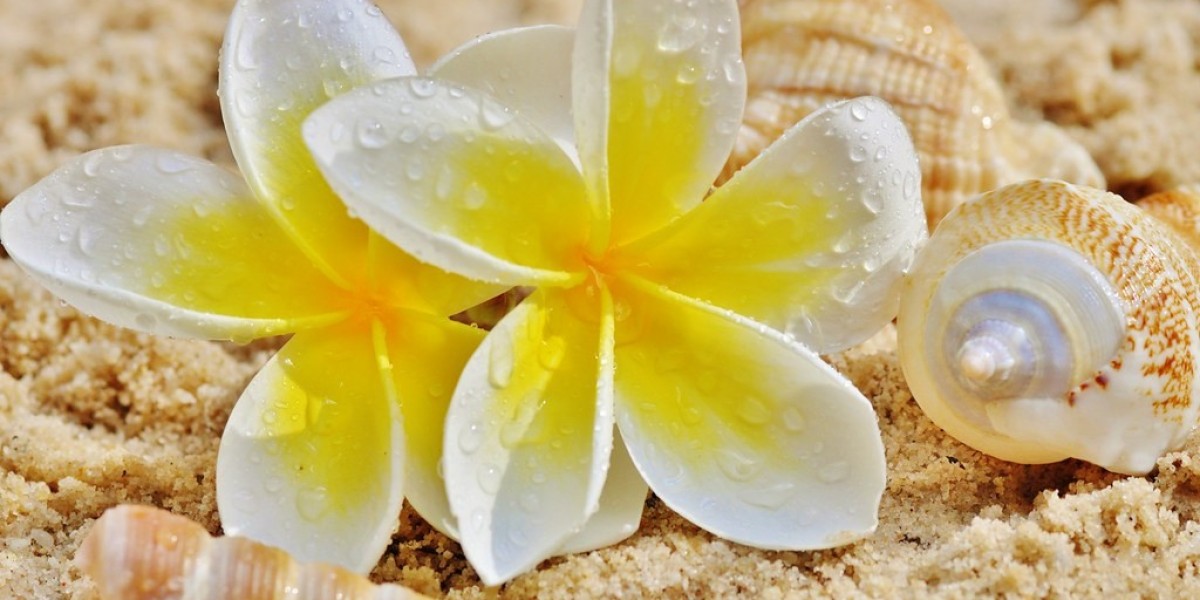 Aromatic Ambitions: The Rising Demand for Frangipani Extract