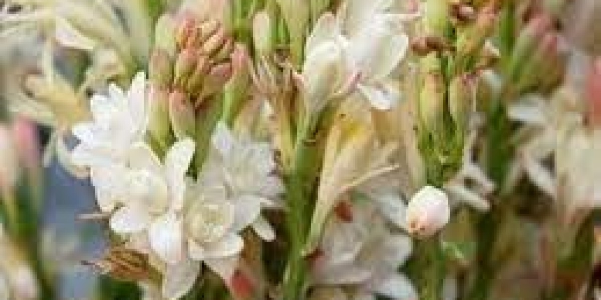 Growth Potential of the Tuberose Extract Market
