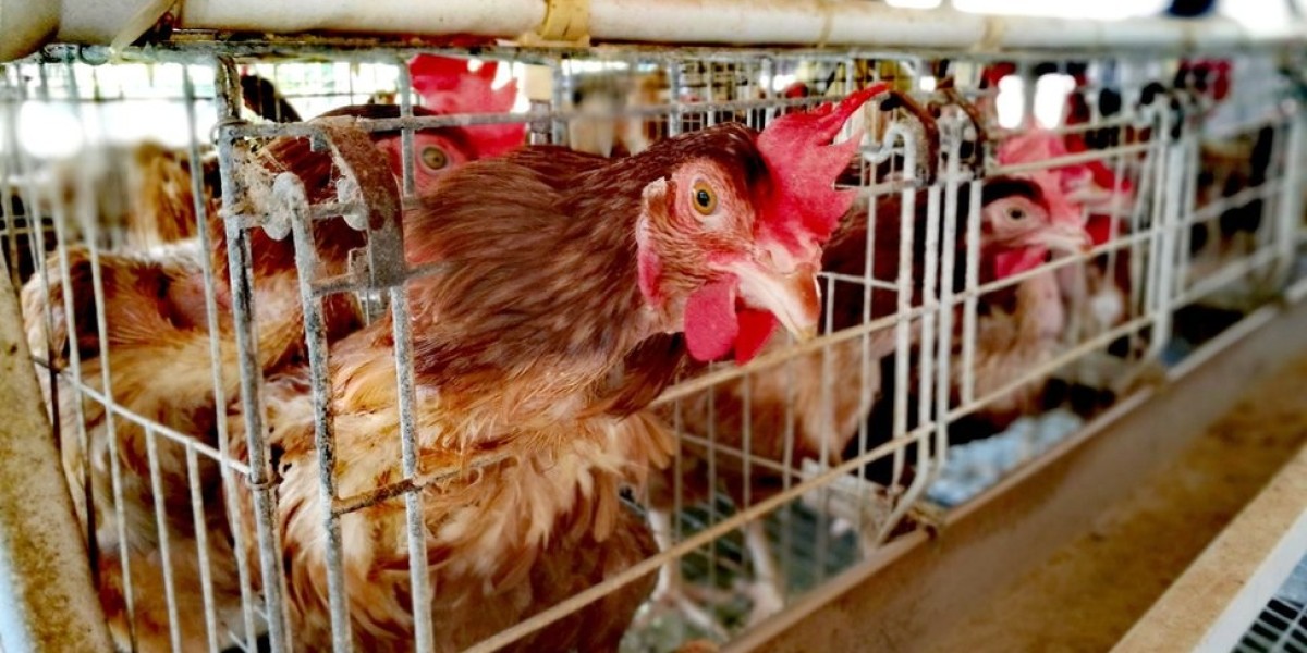 Current Trends in the Europe Poultry Cage Market