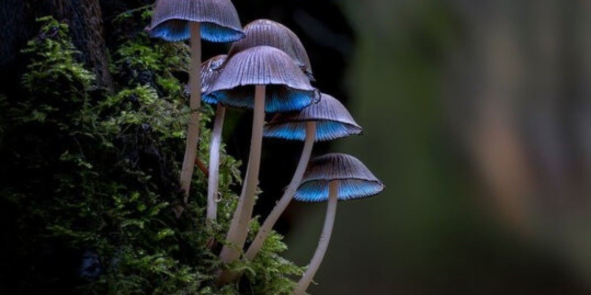 The Mushroom Market Boom: What You Need to Know